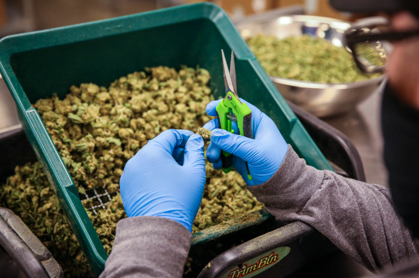 The Green Revolution of Dispensary Cannabis